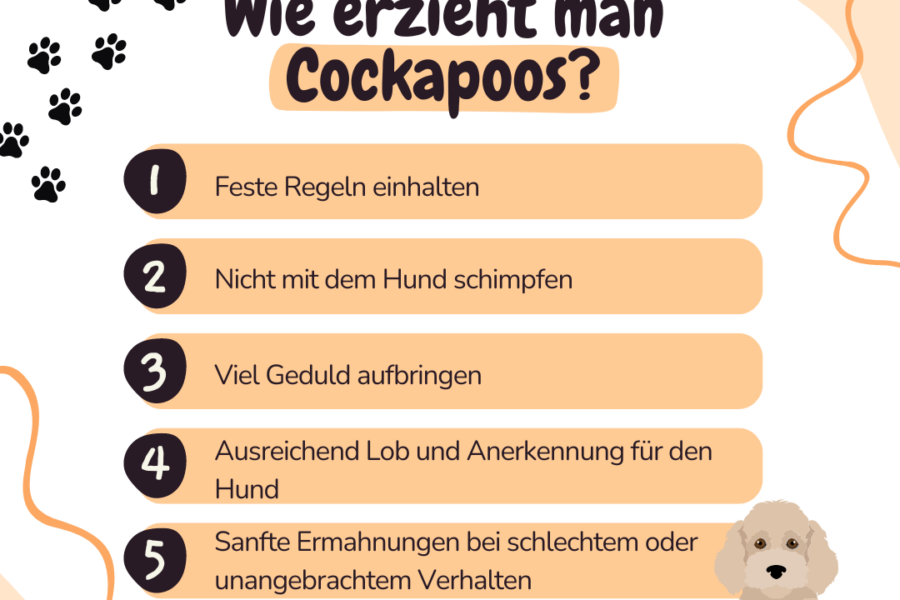 wie-erzieht-man-cockapoos