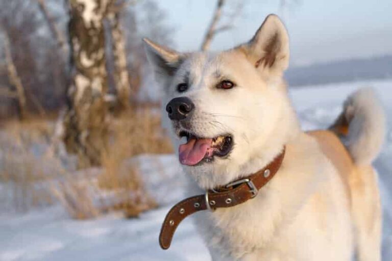 Hundehalsband aus Leder