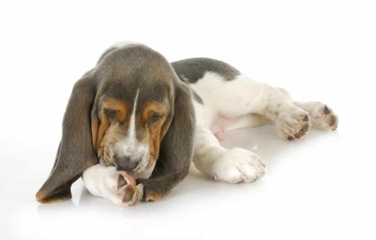 Die fünf häufigsten Krankheiten bei Hunden: Symptome erkennen und behandeln