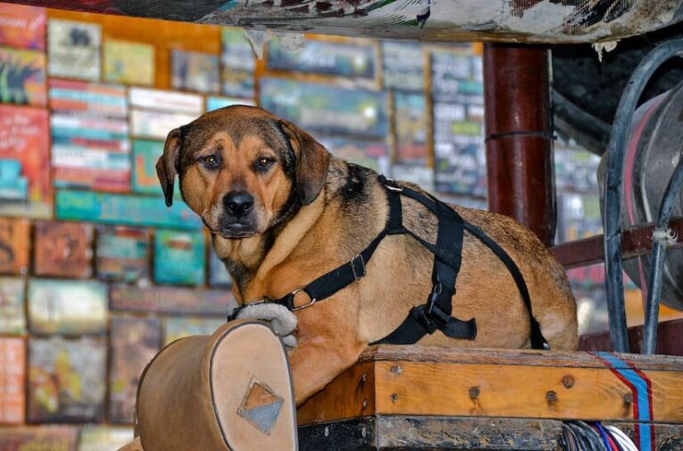 Tragehilfe Hund