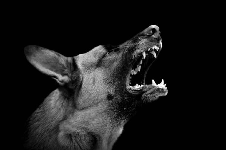 Die Angst vor Hunden – Hundeschreck, Anti – Hundespray und Co. – was hilft?