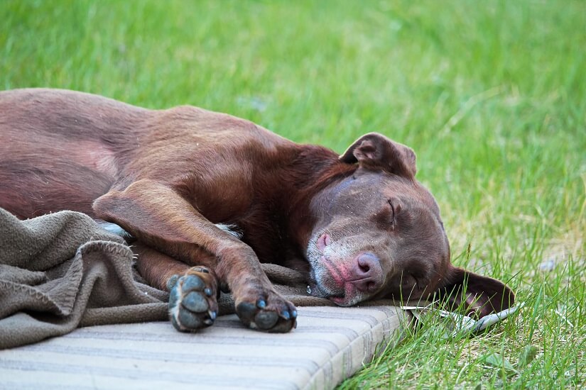 Arthritis beim Hund