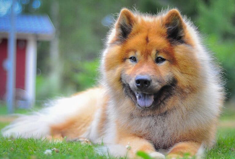 Der Eurasier