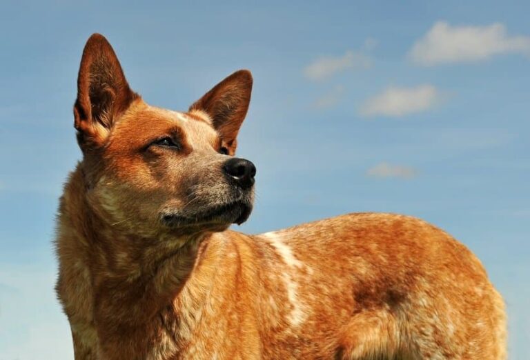 Der Australian Cattle Dog