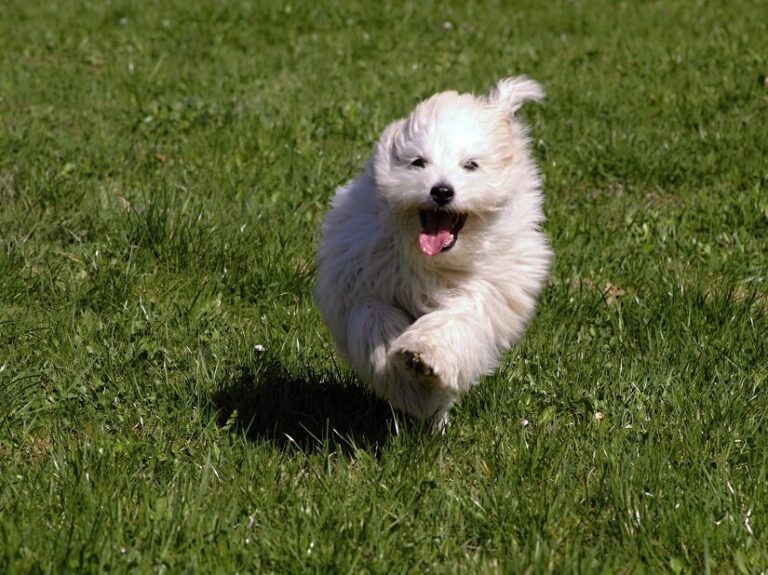 Der Baumwollhund