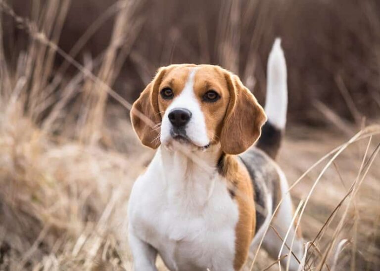Der Beagle