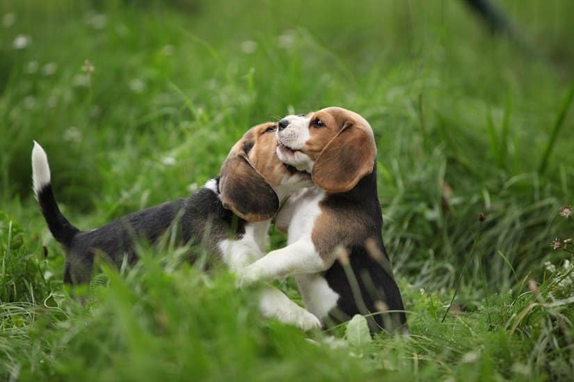 Zwei Beagle-Welpen spielen auf der Wiese