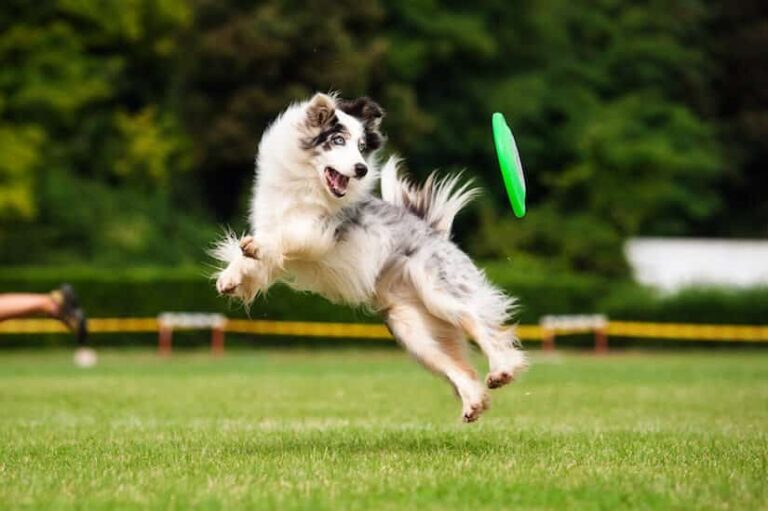 Hundefrisbee