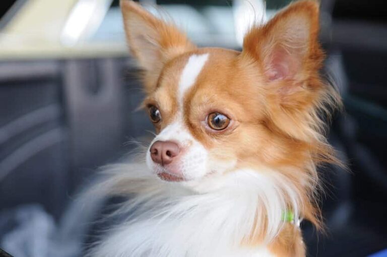 Der Chihuahua