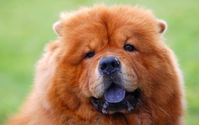 Chow-Chow: Steckbrief und Infos zur Haltung – Floxik Magazin