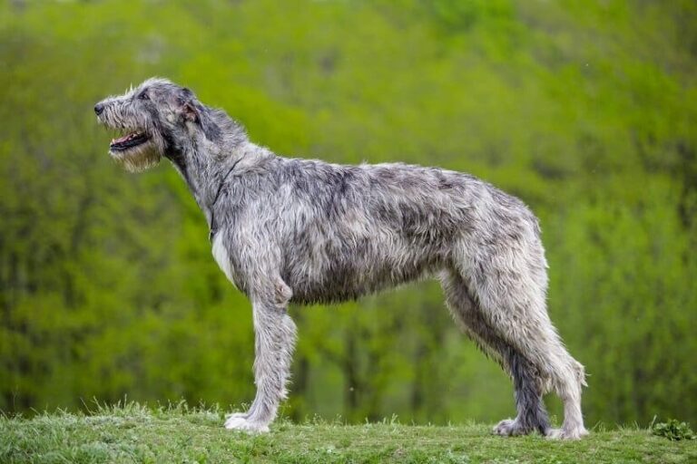 Der Irish Wolfhound