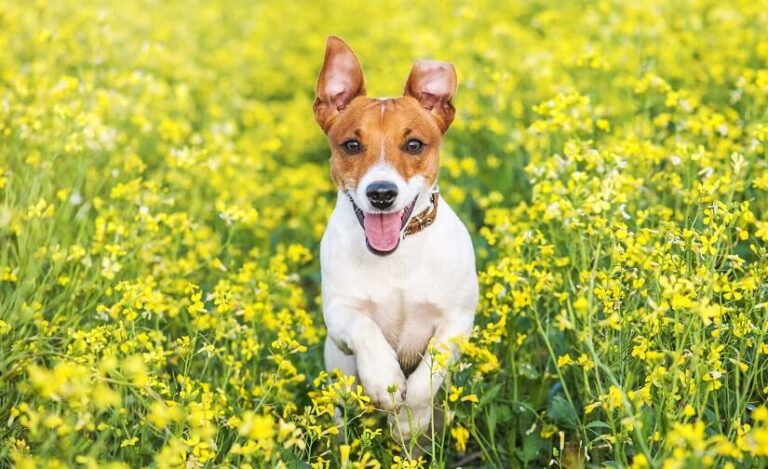 Der Jack Russell Terrier