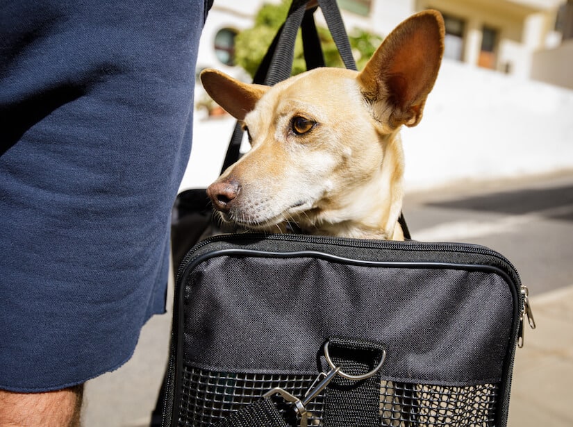 Ein Chihuahua in einer Hundetragetasche