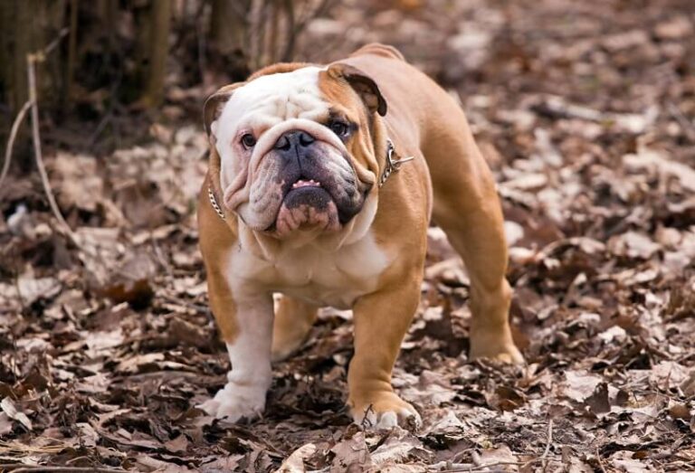 Englische Bulldogge: Steckbrief, Charakter und Tipps zur Haltung – Floxik Magazin