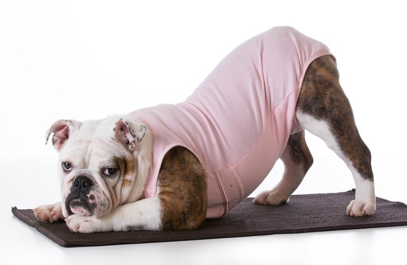 Englische Bulldogge mit Hundebody in Yoga-Pose
