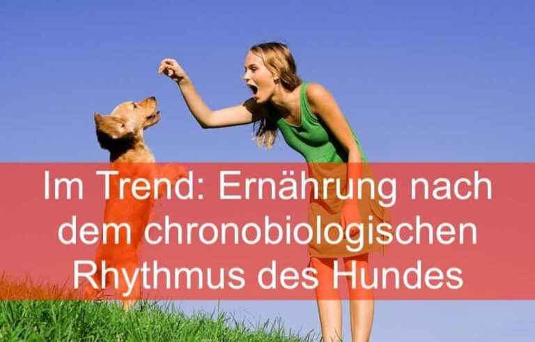 Im Trend: Ernährung nach dem chronobiologischen Rhythmus des Hundes