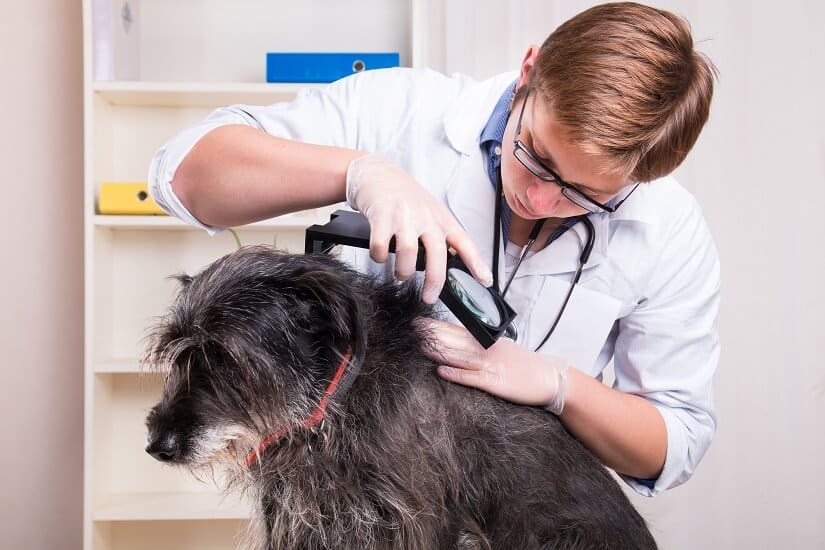 Flöhe beim Hund Untersuchung und Behandlung
