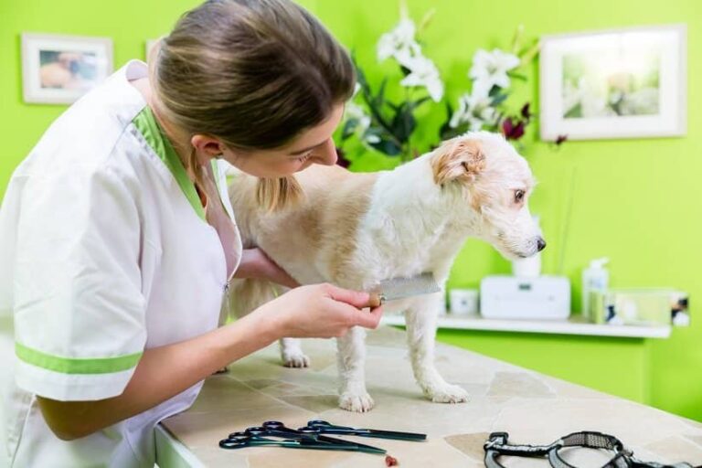 Flohkamm für den Hund