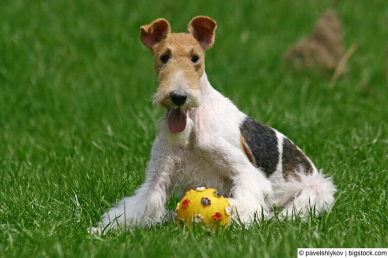 Der Foxterrier