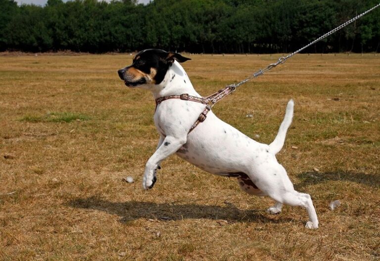 Führgeschirr Hund