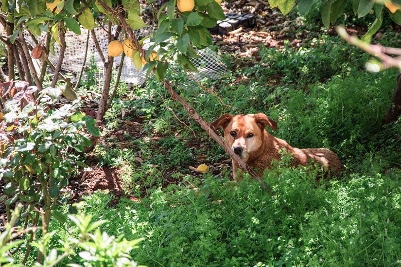 Garten einzäunen Hund