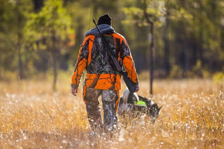 Gebrauchshunderassen: Welche gibt es und wo liegen die Unterschiede?