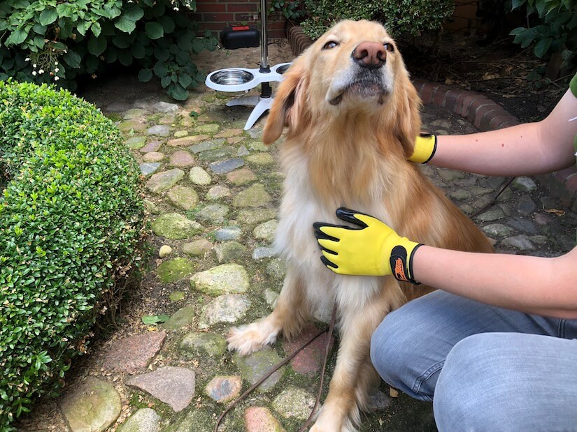 Holly wird mit Fellpflegehandschuhen für Hunde gebürstet