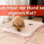 Hund frisst eigenen Kot – Gründe und Lösungen