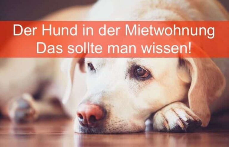 Der Hund in der Mietwohnung