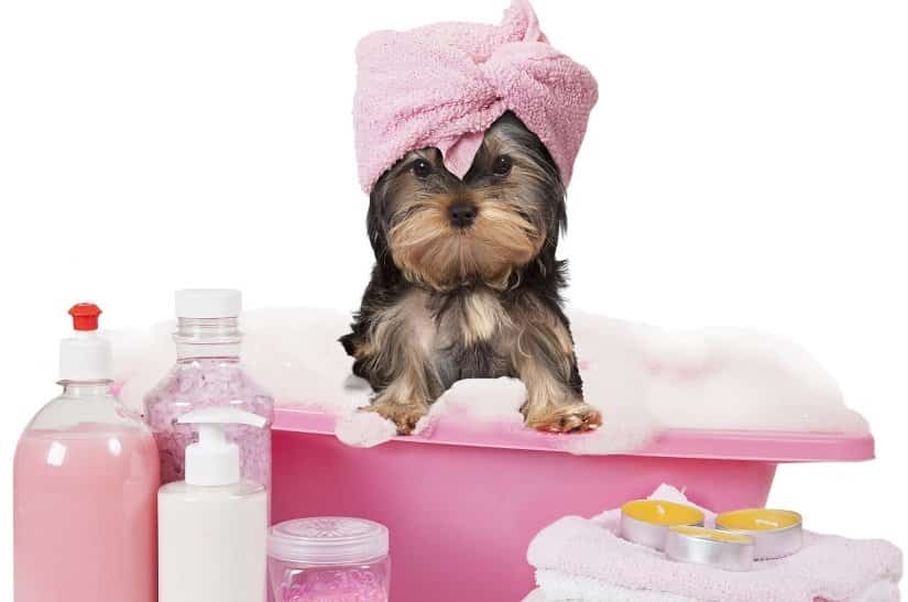 Hund in kleiner Badewanne