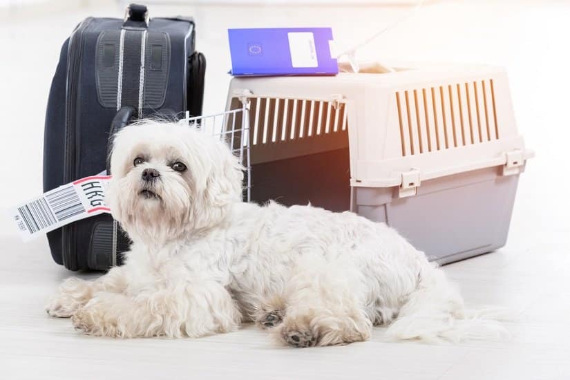 Hund liegt vor seinem Flugbox