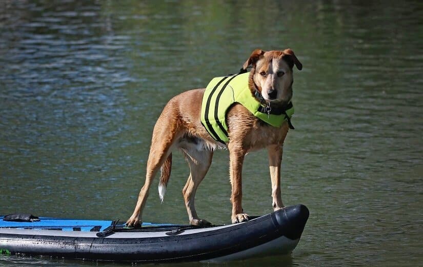 Hund mit Schwimmweste am Badesee