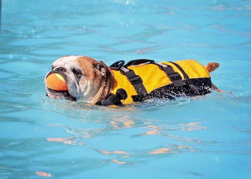 Hund mit Schwimmweste im Hundeschwimmbad zuhause