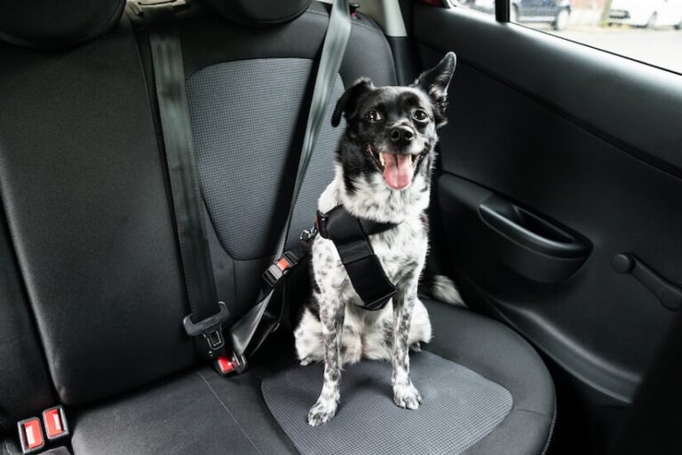 Sicherheitsgeschirr Hund