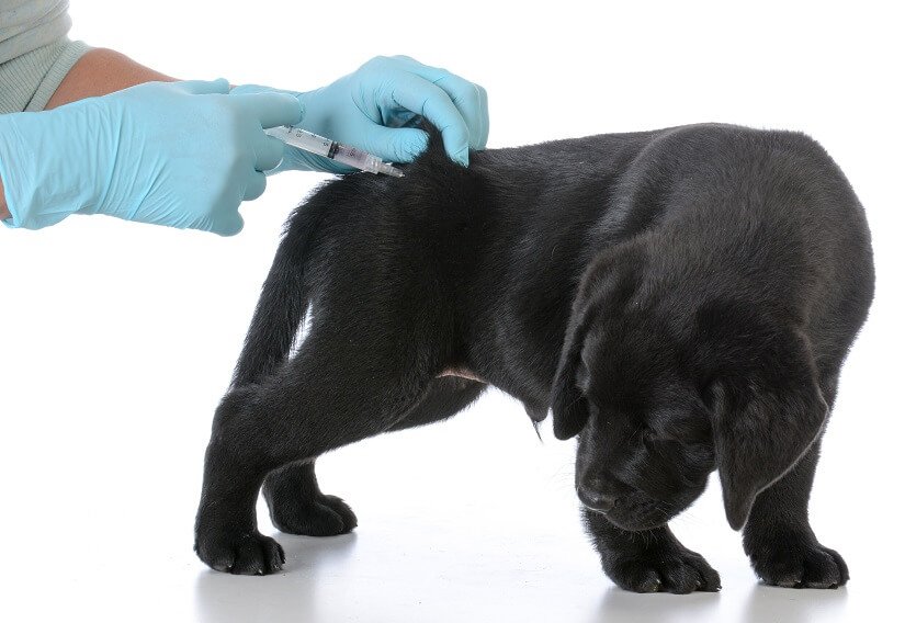 Kleiner Labrador wird geimpft
