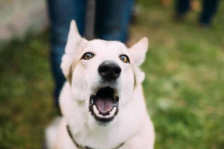 Hundeabwehr