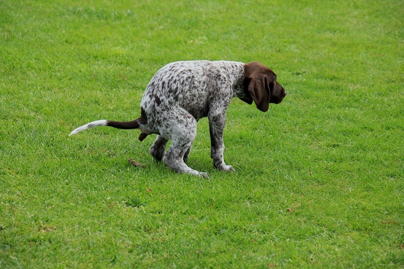 35+ Hundeabwehr Vorgarten, Zum glück gibt es mehrere wirksame
