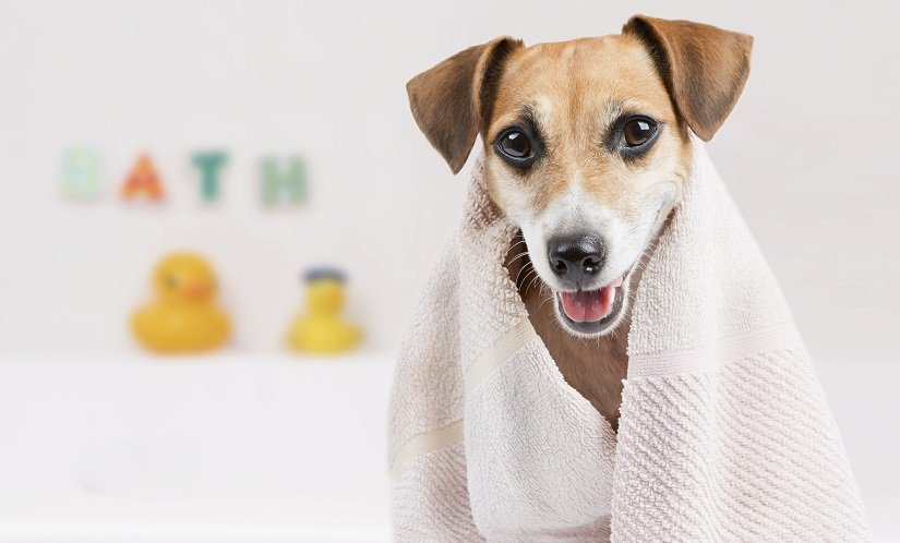 Hund nach einem Bad in seiner Badewanne