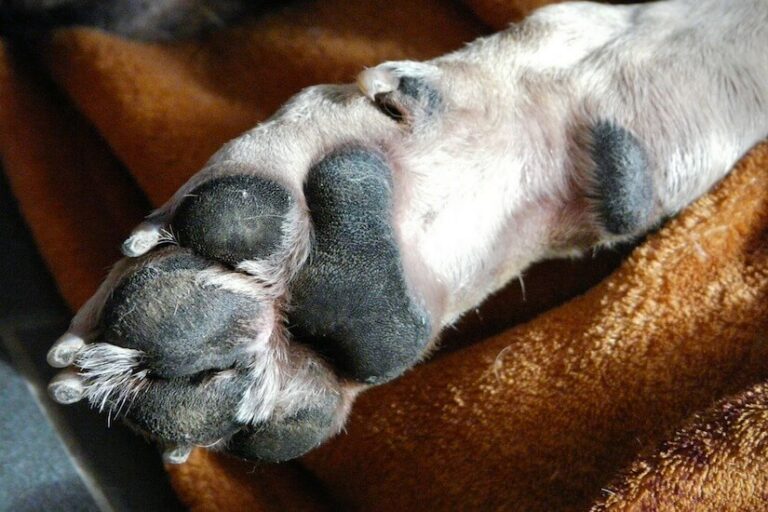 So schützen Besitzer die Pfoten ihres Hundes