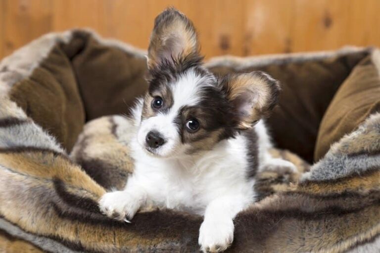 Hundebett