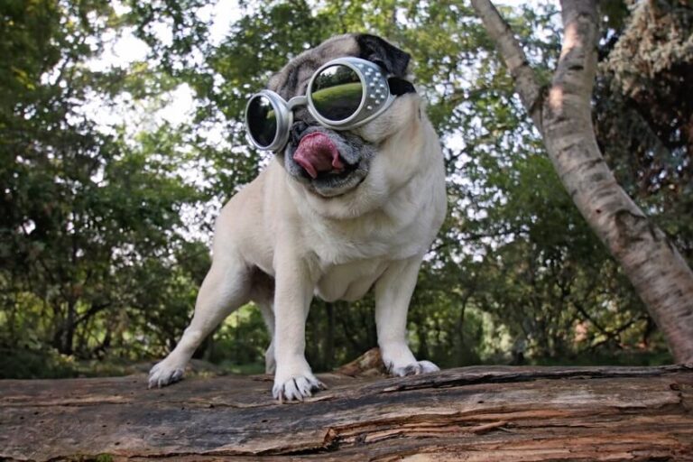 Hundebrille