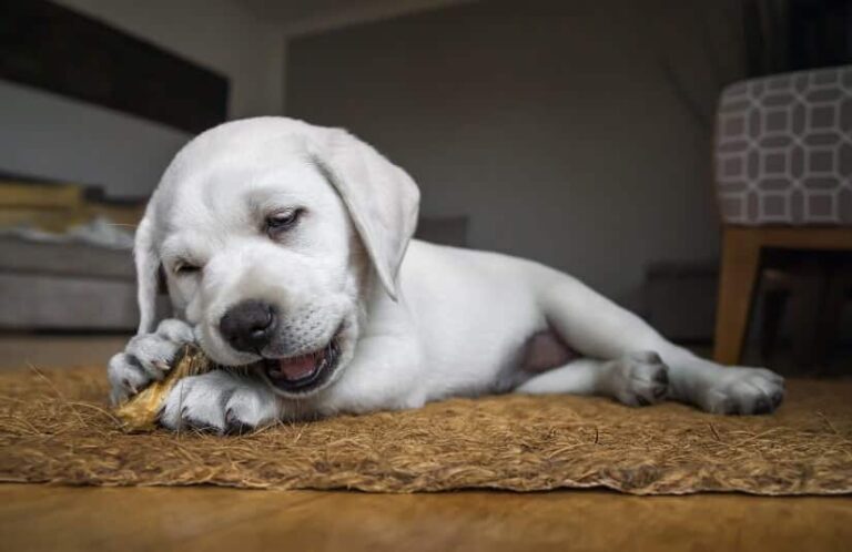 Hundegeruch aus der Wohnung entfernen: Diese Tipps helfen