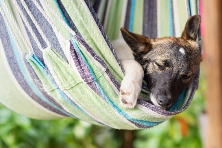 Hundehängematte