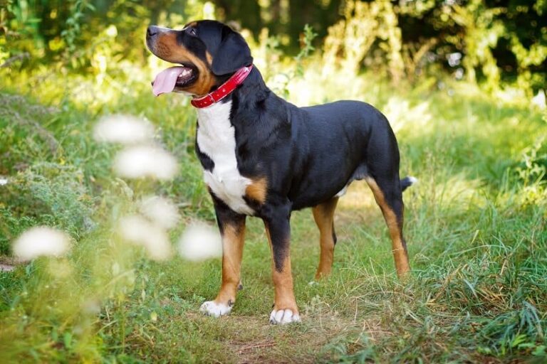 Hundehalsband