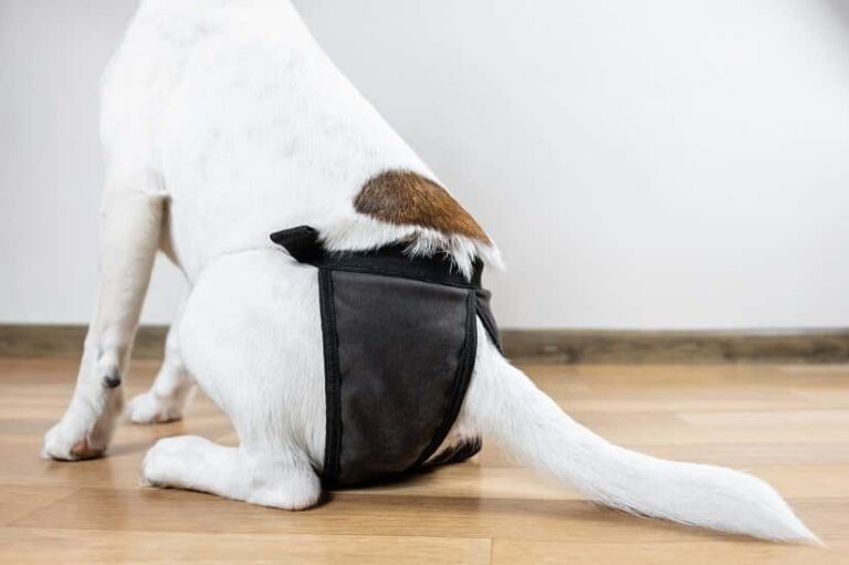 Hundehöschen