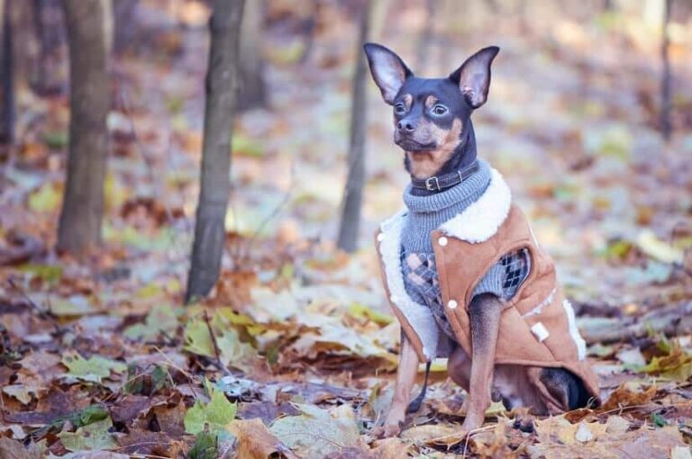 Hundejacke
