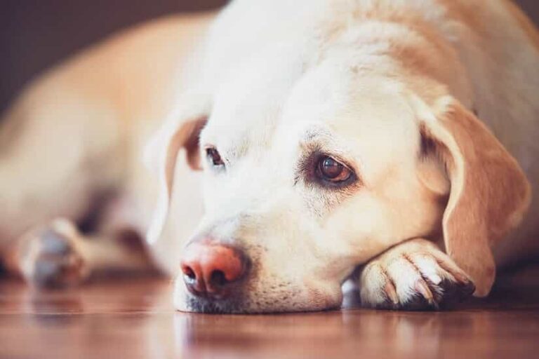 Die Hundekühlmatte