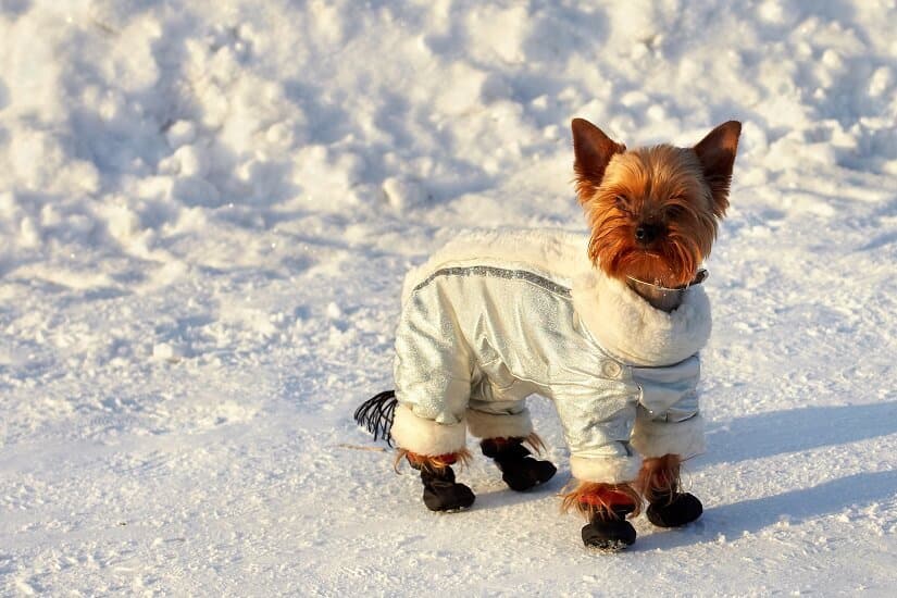 Yorkshire Terrier mit Hundemantel Winter