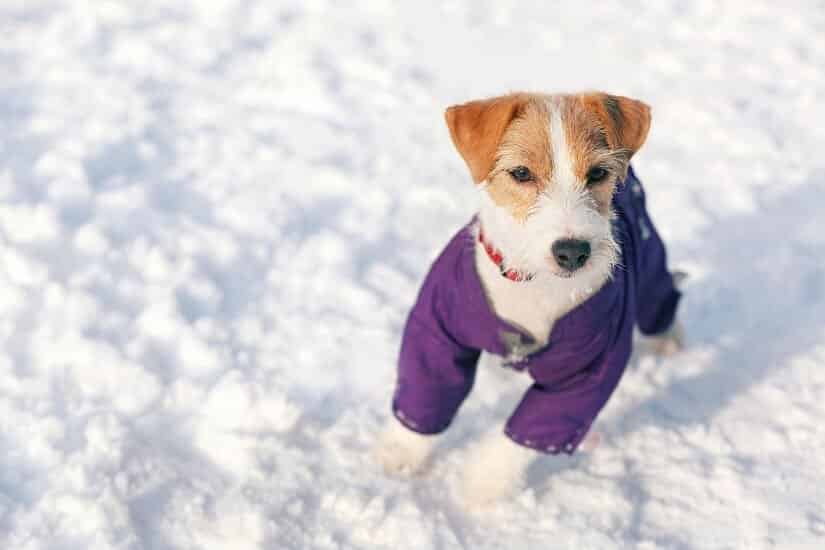 Hund mit Hundemantel Winter