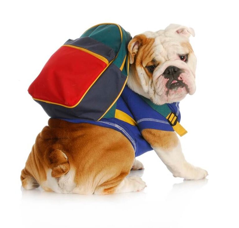 Hunderucksack
